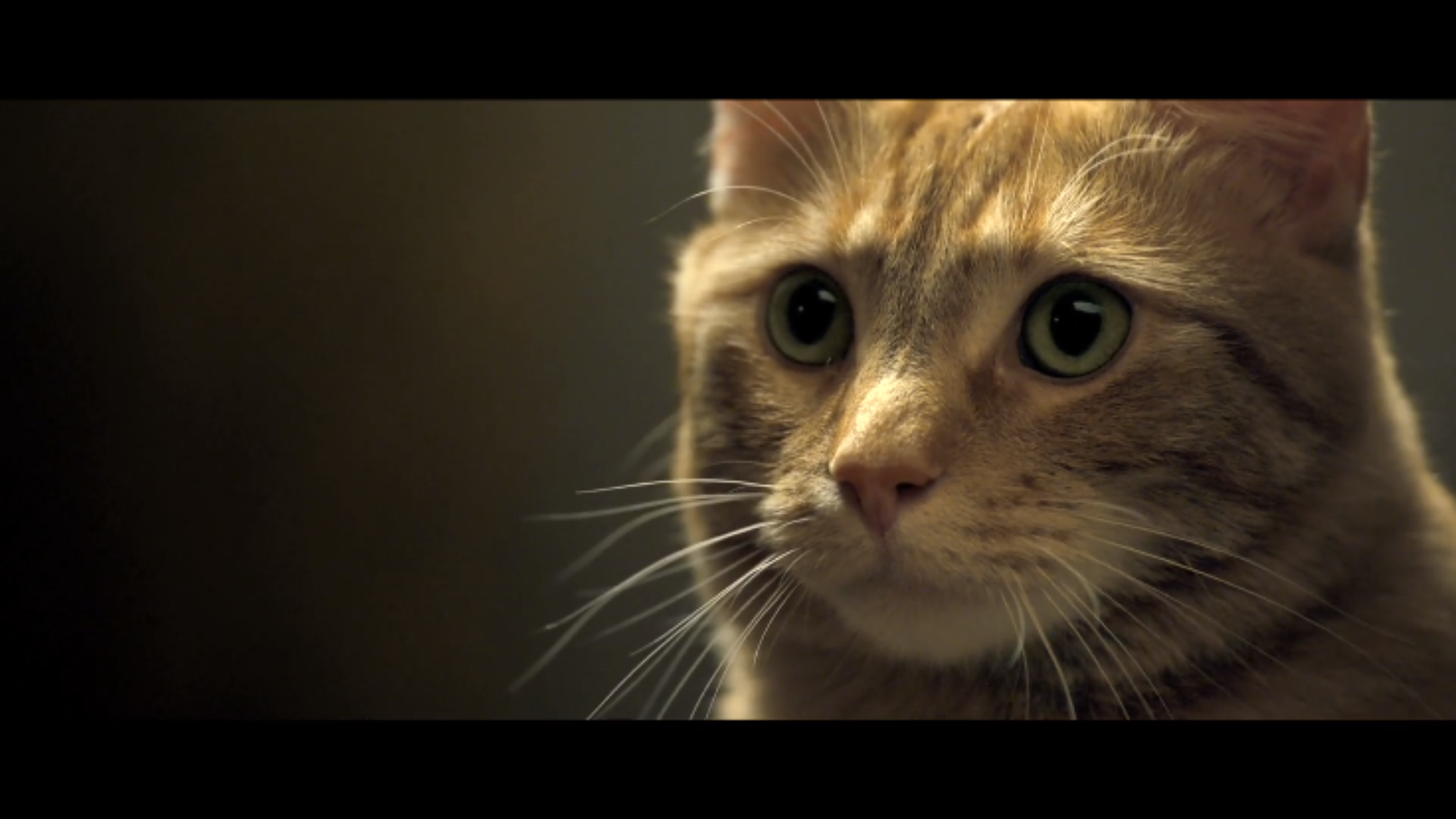 如何评价电影流浪猫鲍勃astreetcatnamedbob