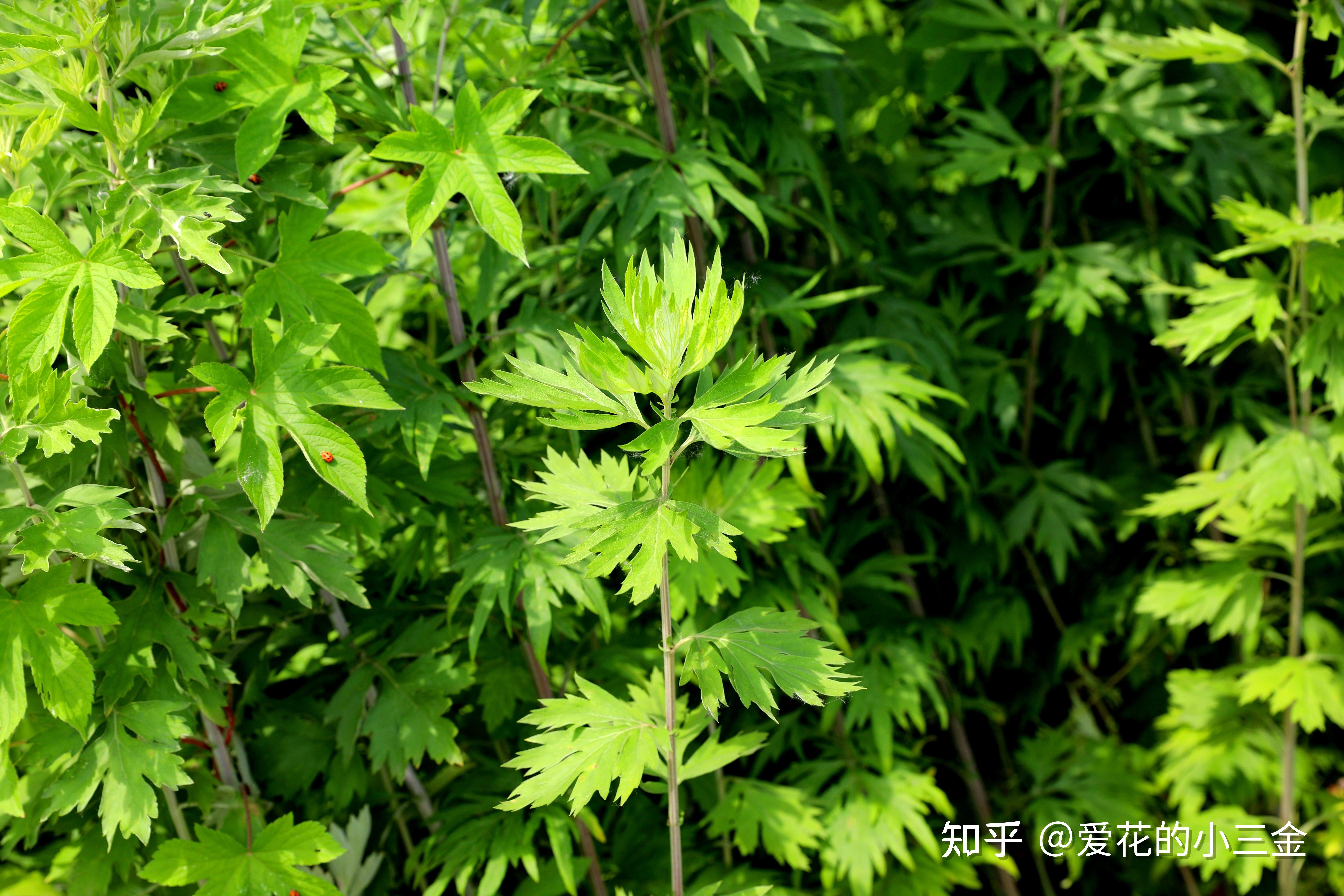 悠悠艾草香,绵绵情意长。一年一端午,一岁一安康 - 知乎
