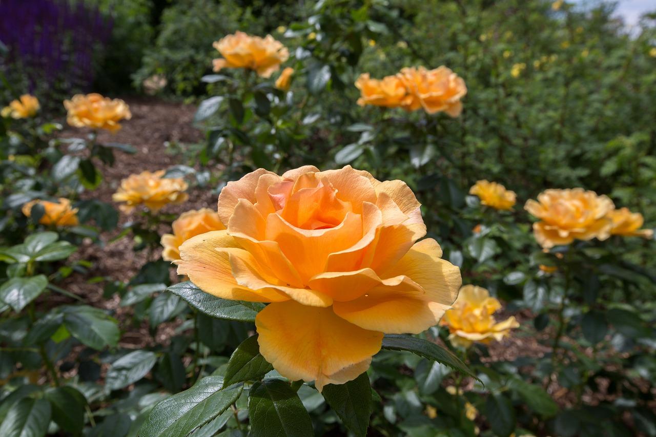 4. 耐寒耐旱植物