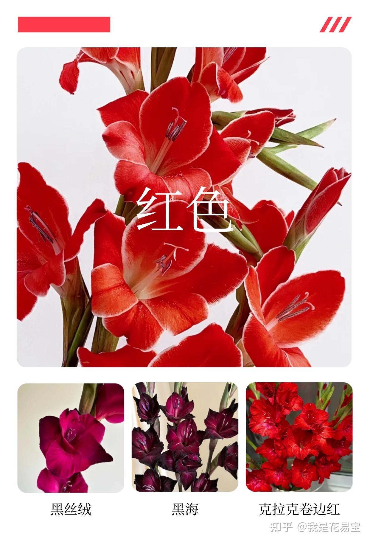 剑兰:一柄花中利剑,亦是插花界的“万能泰斗” - 知乎