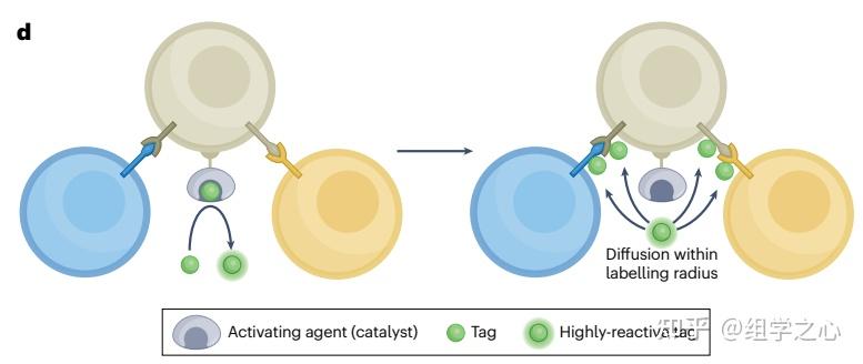 nature reviews genetics | 细胞互作和通讯方法总结 - 知乎