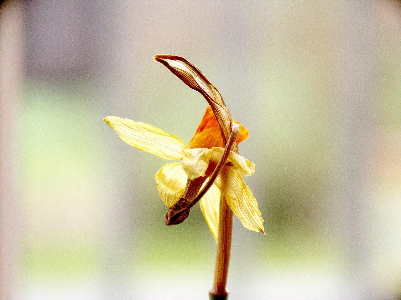 2. 荷花瓣内藏隐患