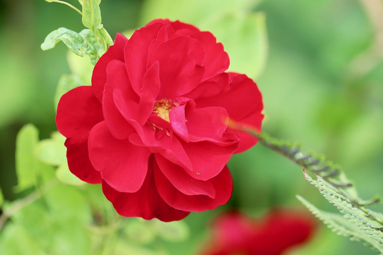 百合花开败后怎么养球