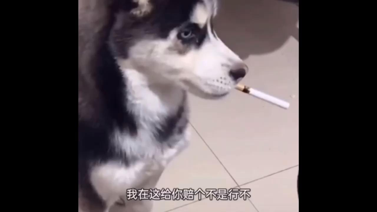 哈士奇偷偷背着主人抽烟真相令人心疼原来是已经两个月没拆过家了