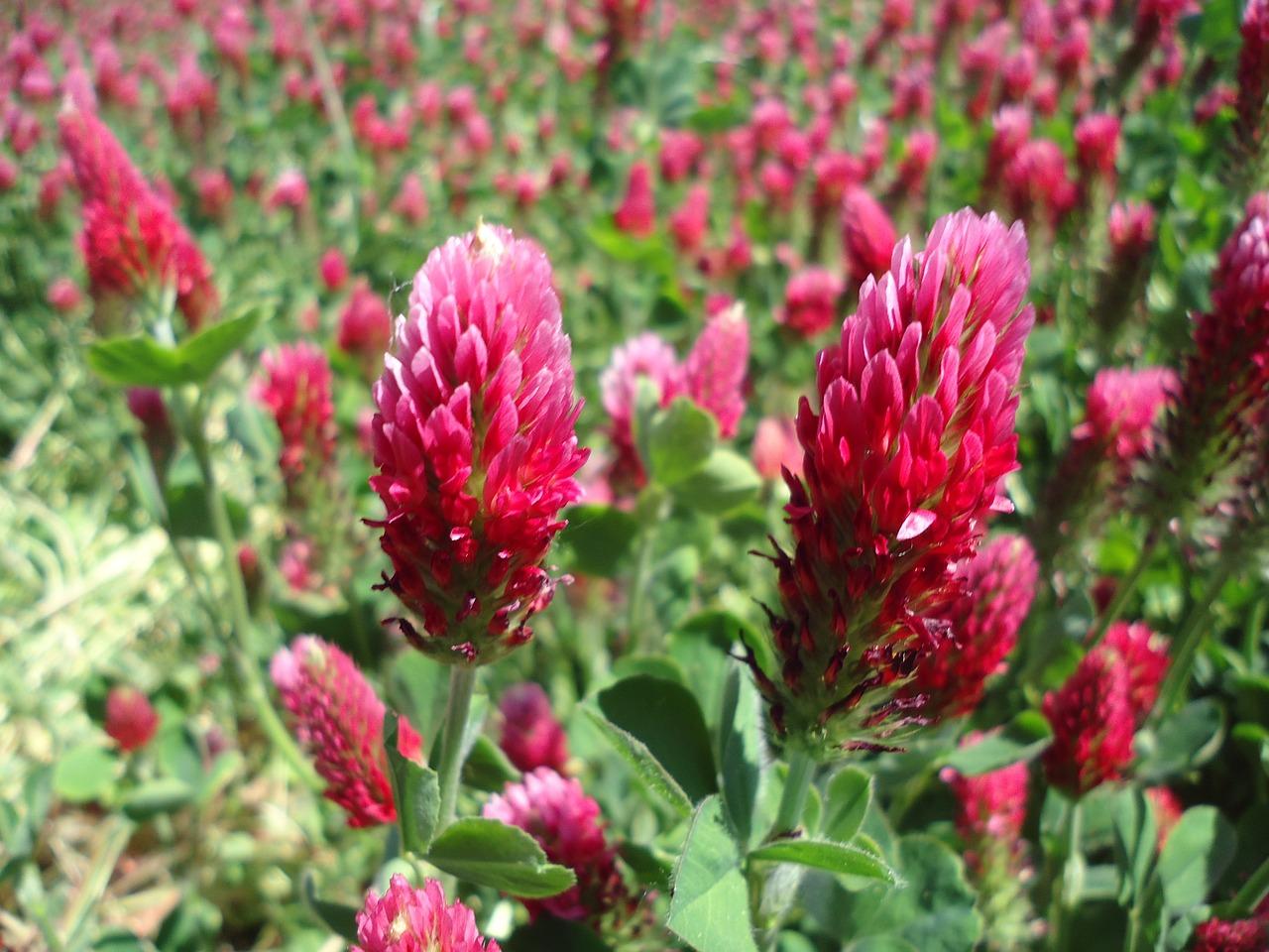 一斤果岭草种多少面积