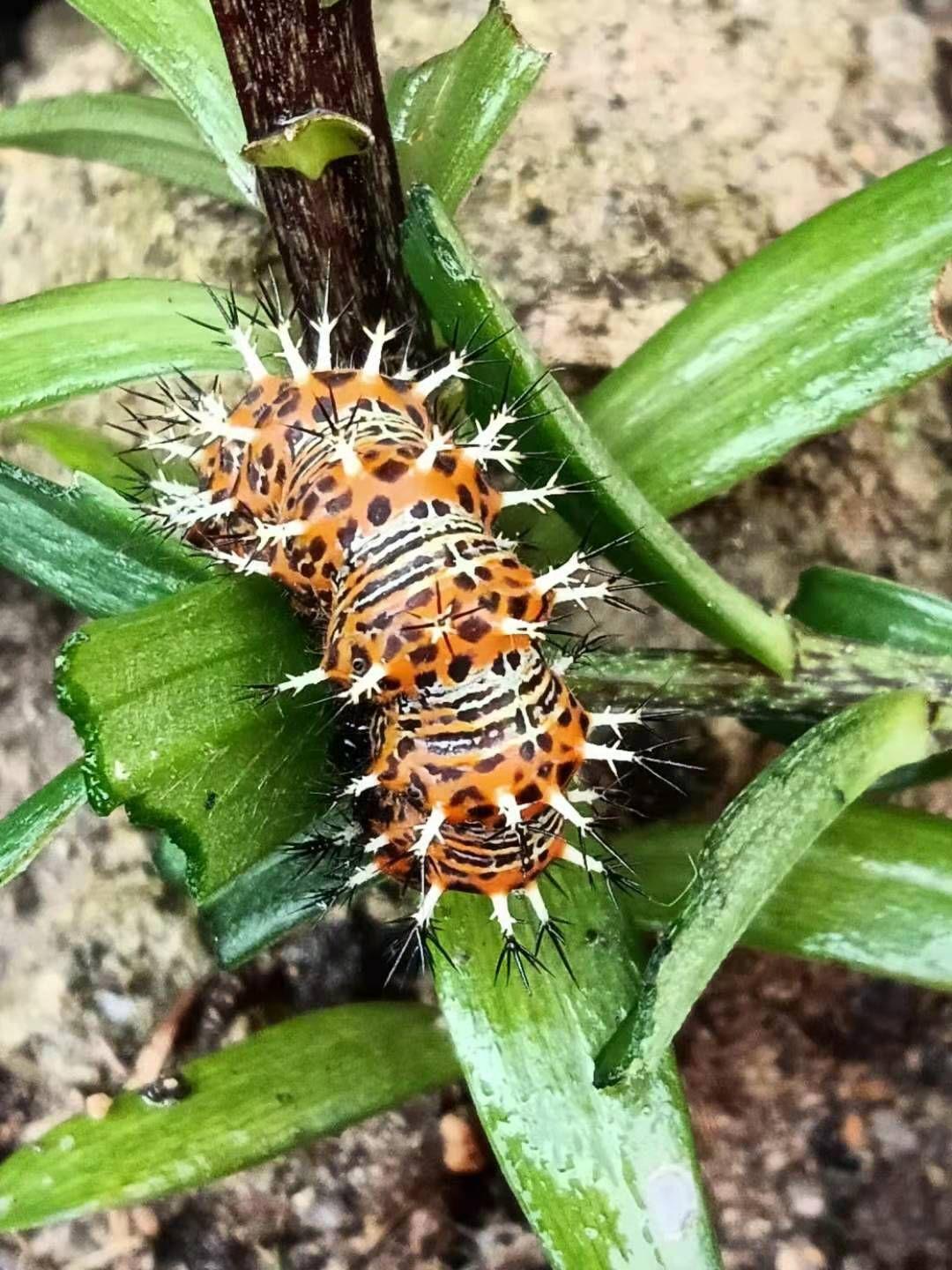 这是什么蝴蝶?有毒吗?如图?