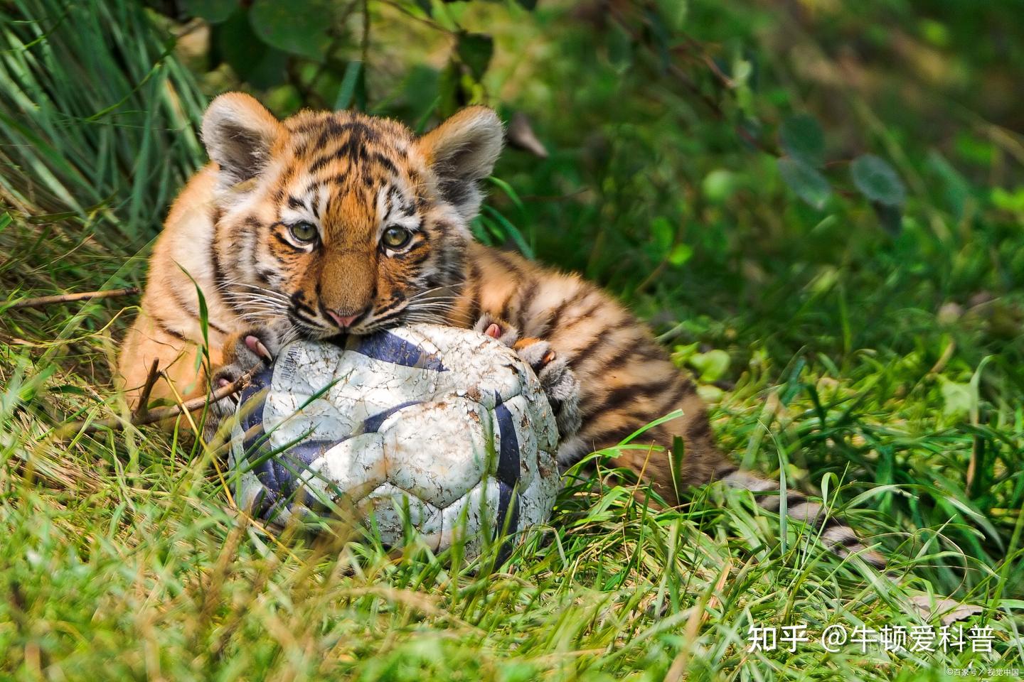 6种有能力打败老虎的动物，豪猪入围，真以为老虎能横扫动物界？ - 知乎