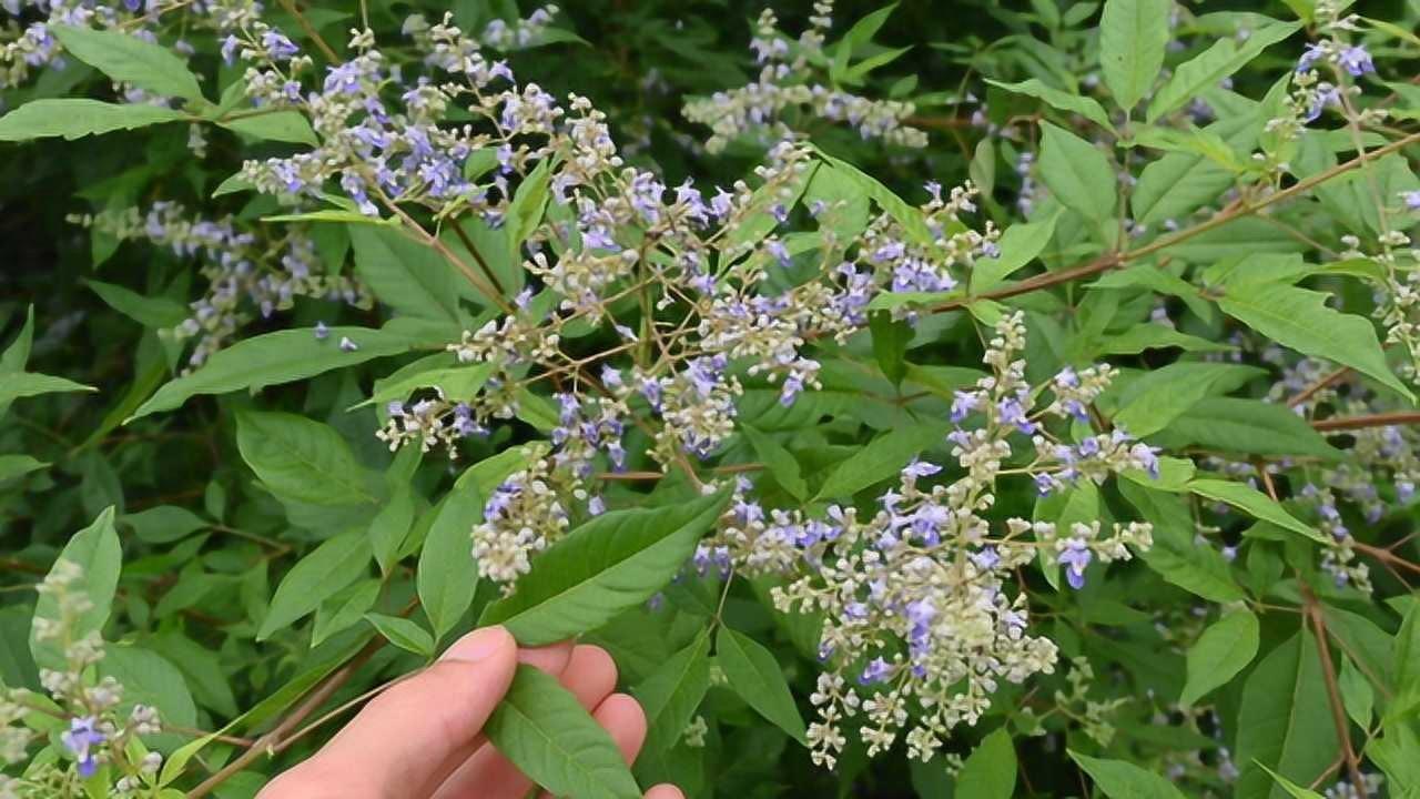 黄荆别名黄荆条,农村当柴烧,种子做枕头8元一斤,对失眠有帮助