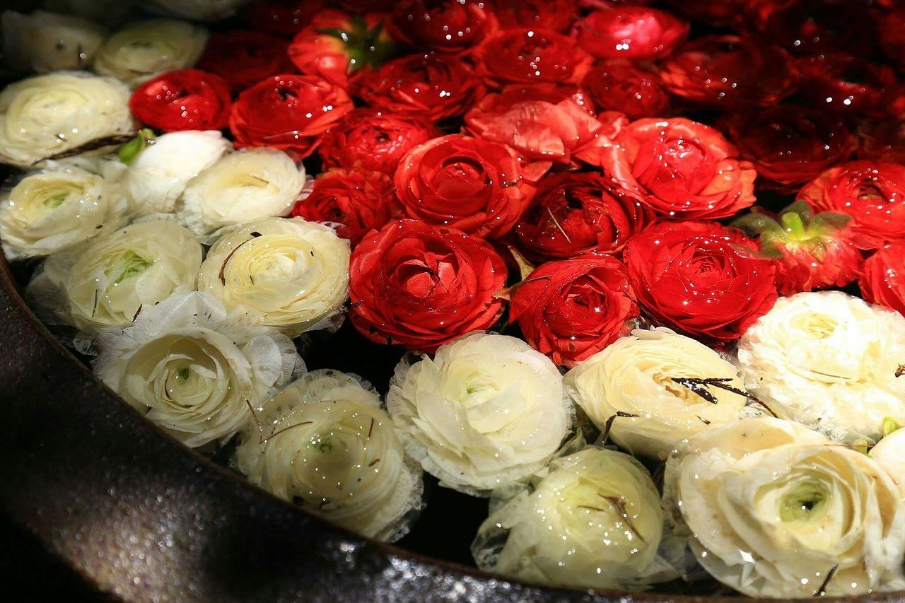 玫瑰花什么时候栽种