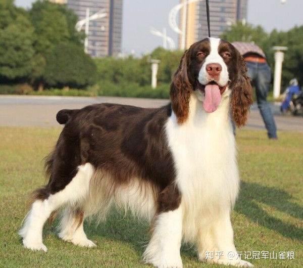 史宾格犬到底是不是按照展示型和狩猎型进行区分的