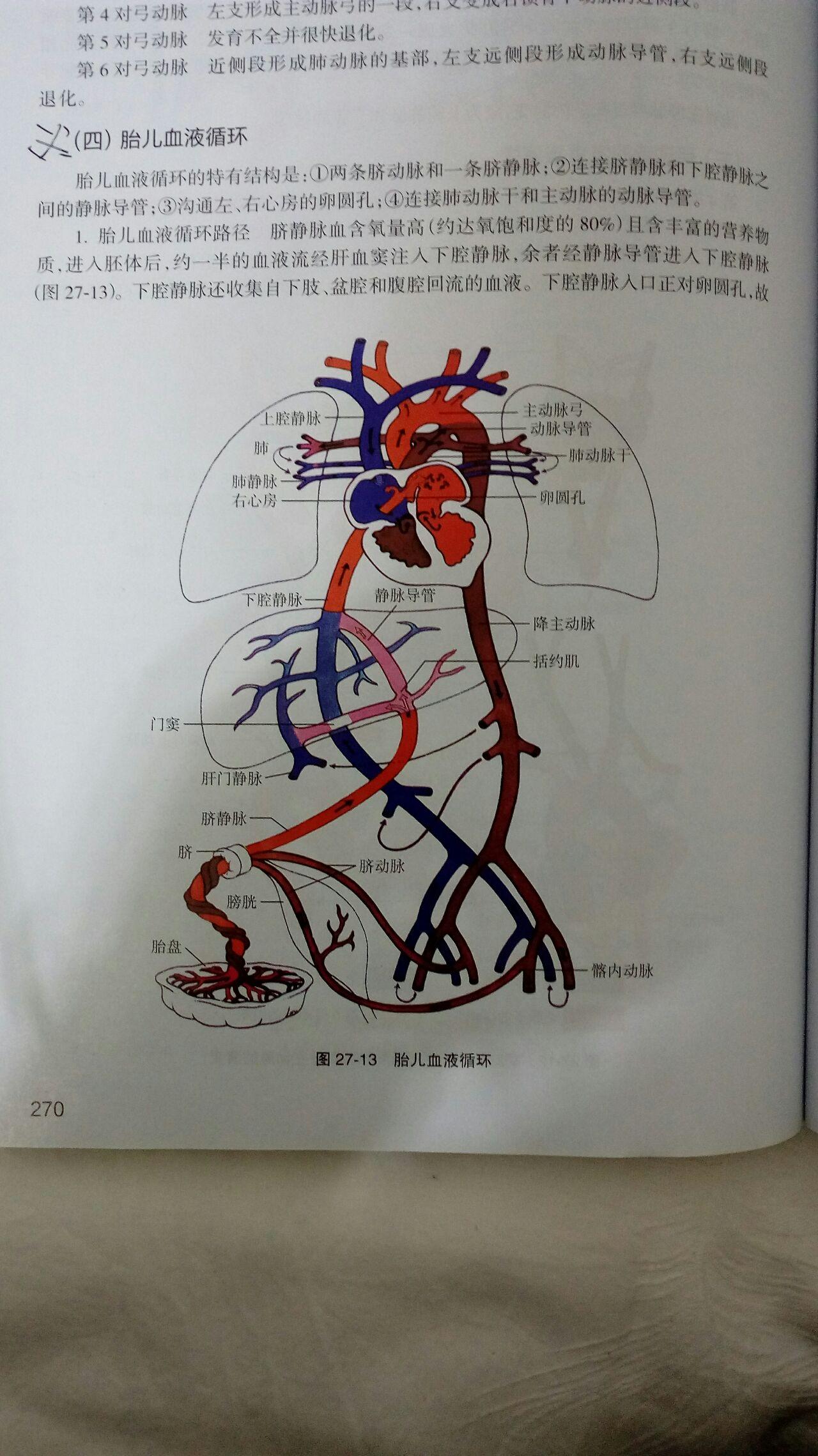 胎兒血液循環與成人有哪些不同