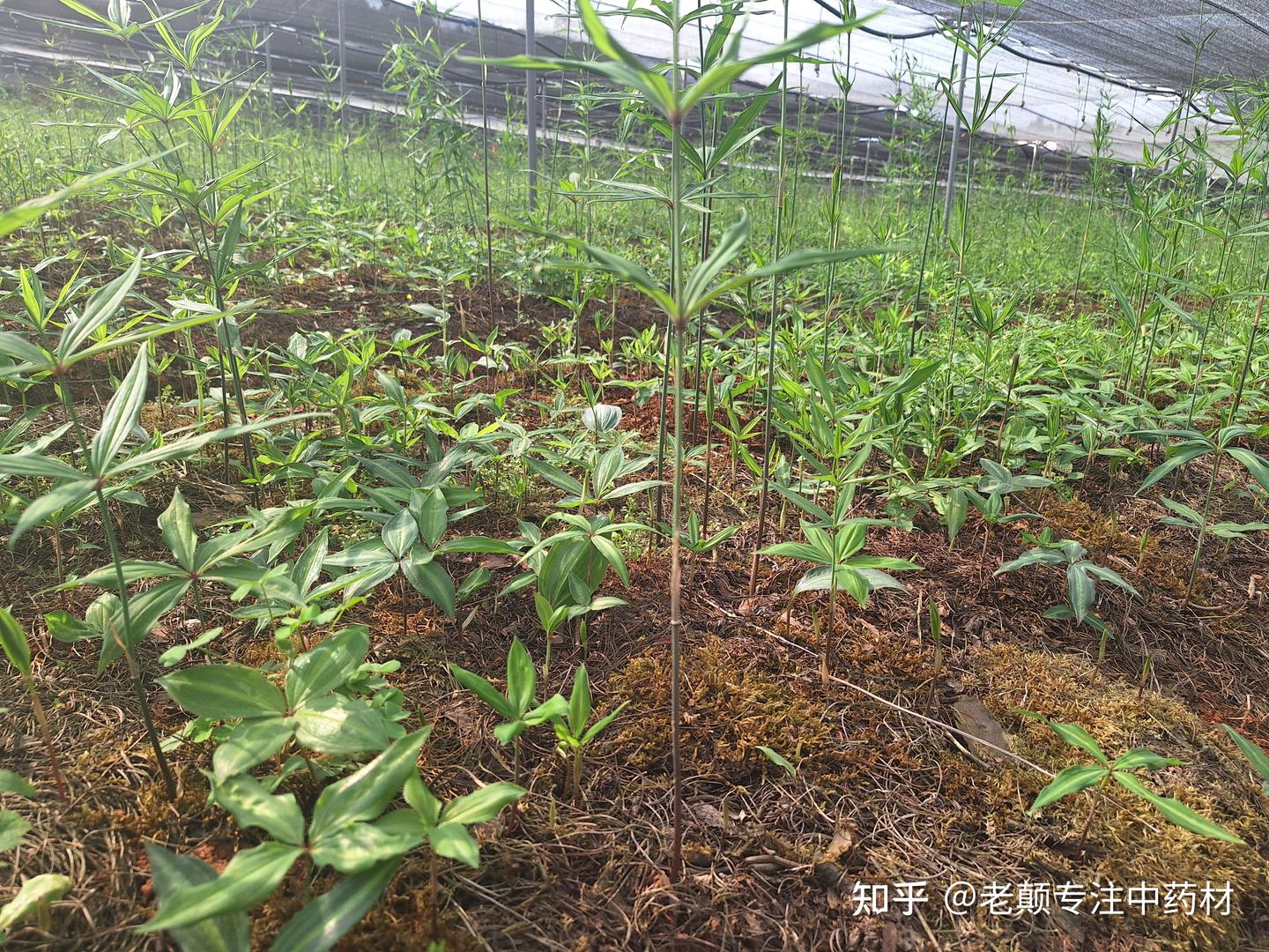 栽种黄精的最佳时间,你们知道是什么时候吗? - 知乎