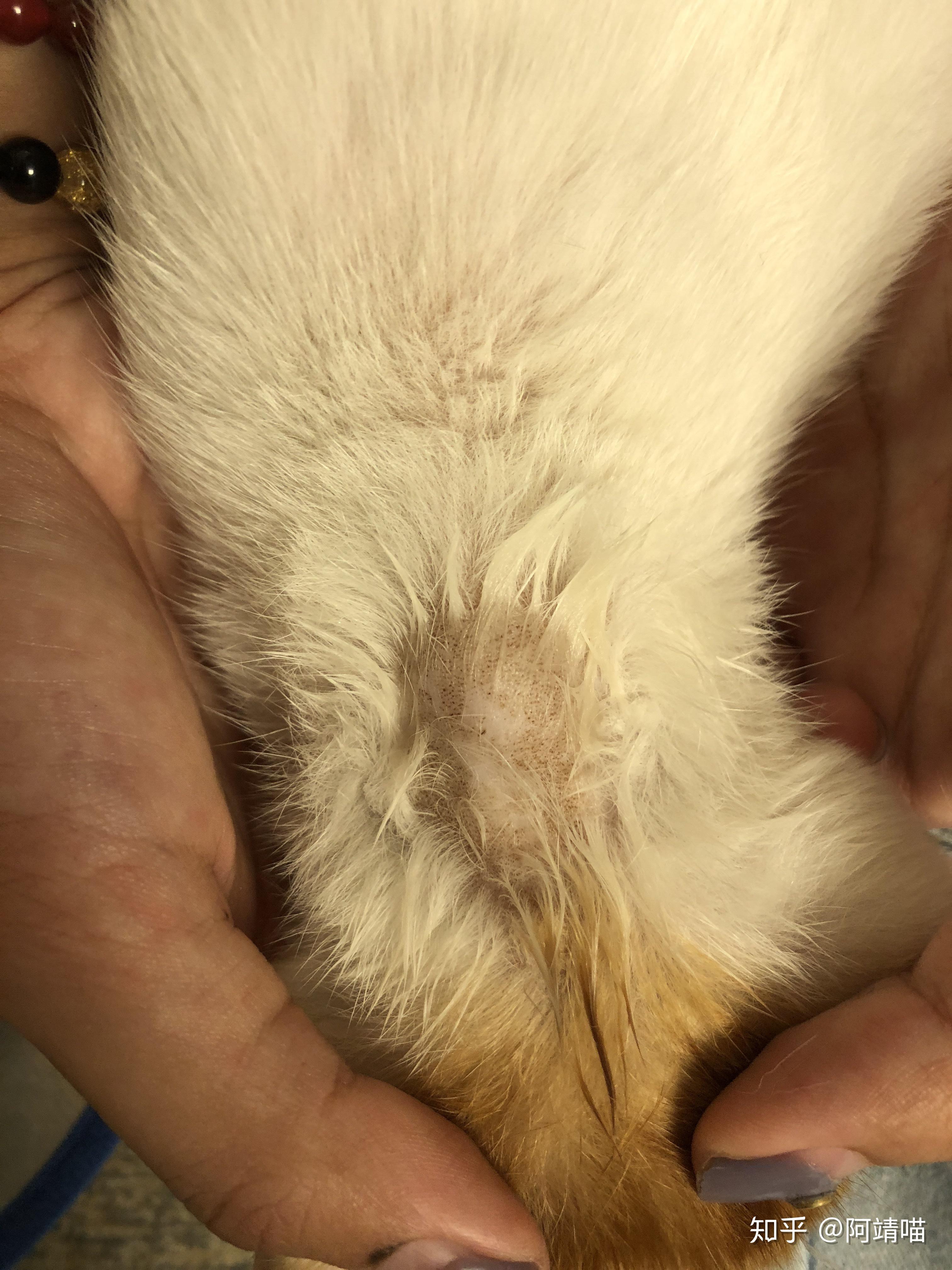 猫咪的背上的毛突然变得稀疏,绒毛基本没了,只剩硬的针毛,都看到皮了