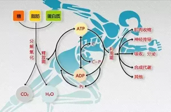 空腹訓練是更減脂還是對身體有害? - 知乎