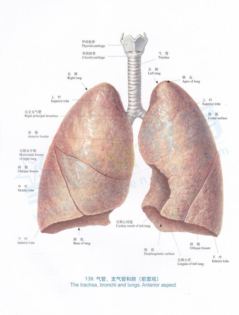 左肺下叶外基底段图解图片