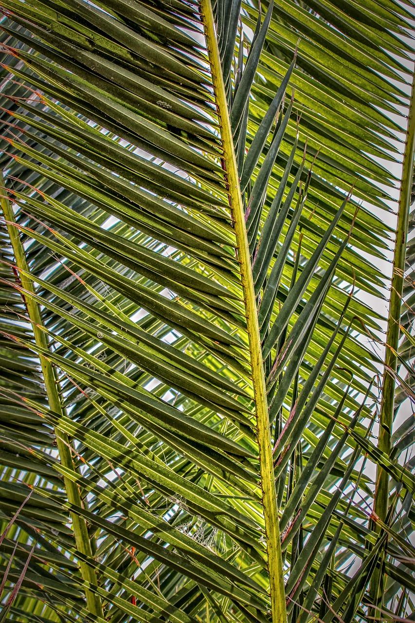 2. 棕榈叶花环制作