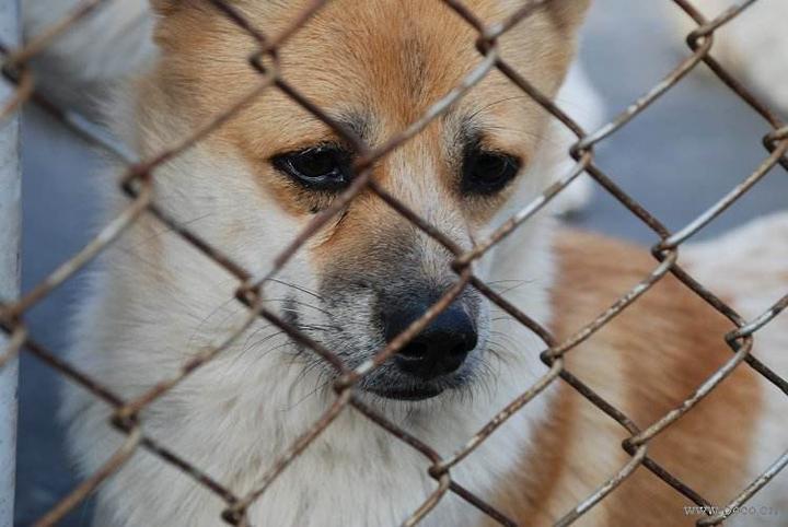 如果你的狗狗丢了,你会怎么办