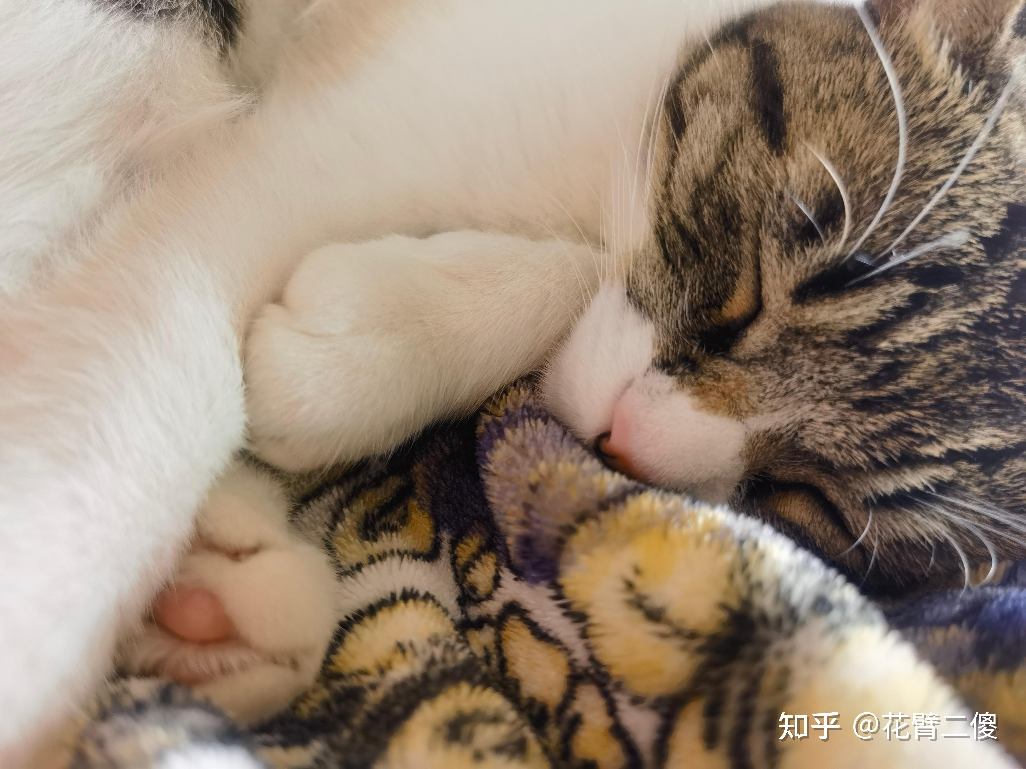 养不熟的猫还要养吗为什么在线