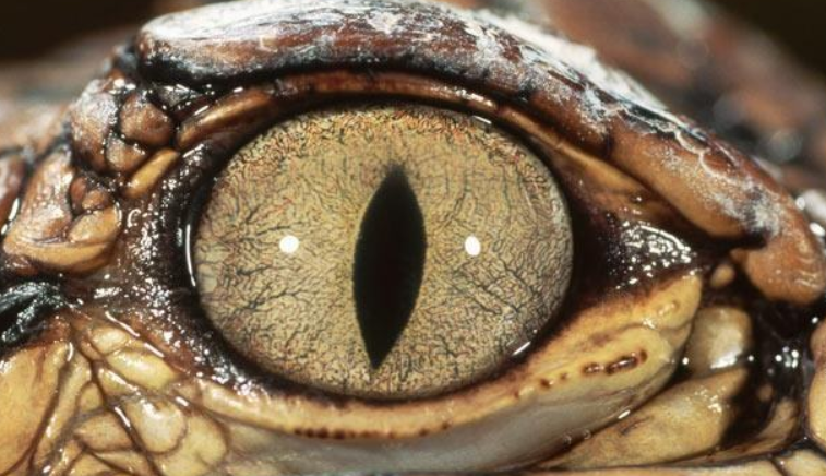 为什么很多人会觉得猫的眼睛很可怕? - 知乎