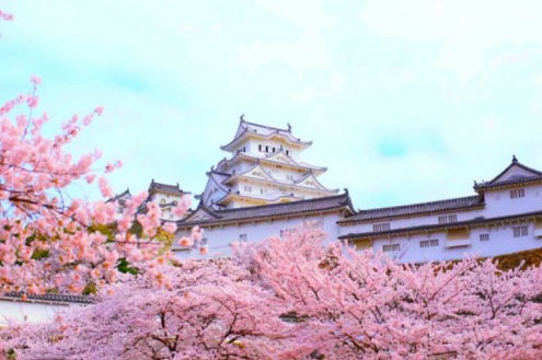 日本樱花 一期一会的粉色浪漫 赏樱 推荐 知乎