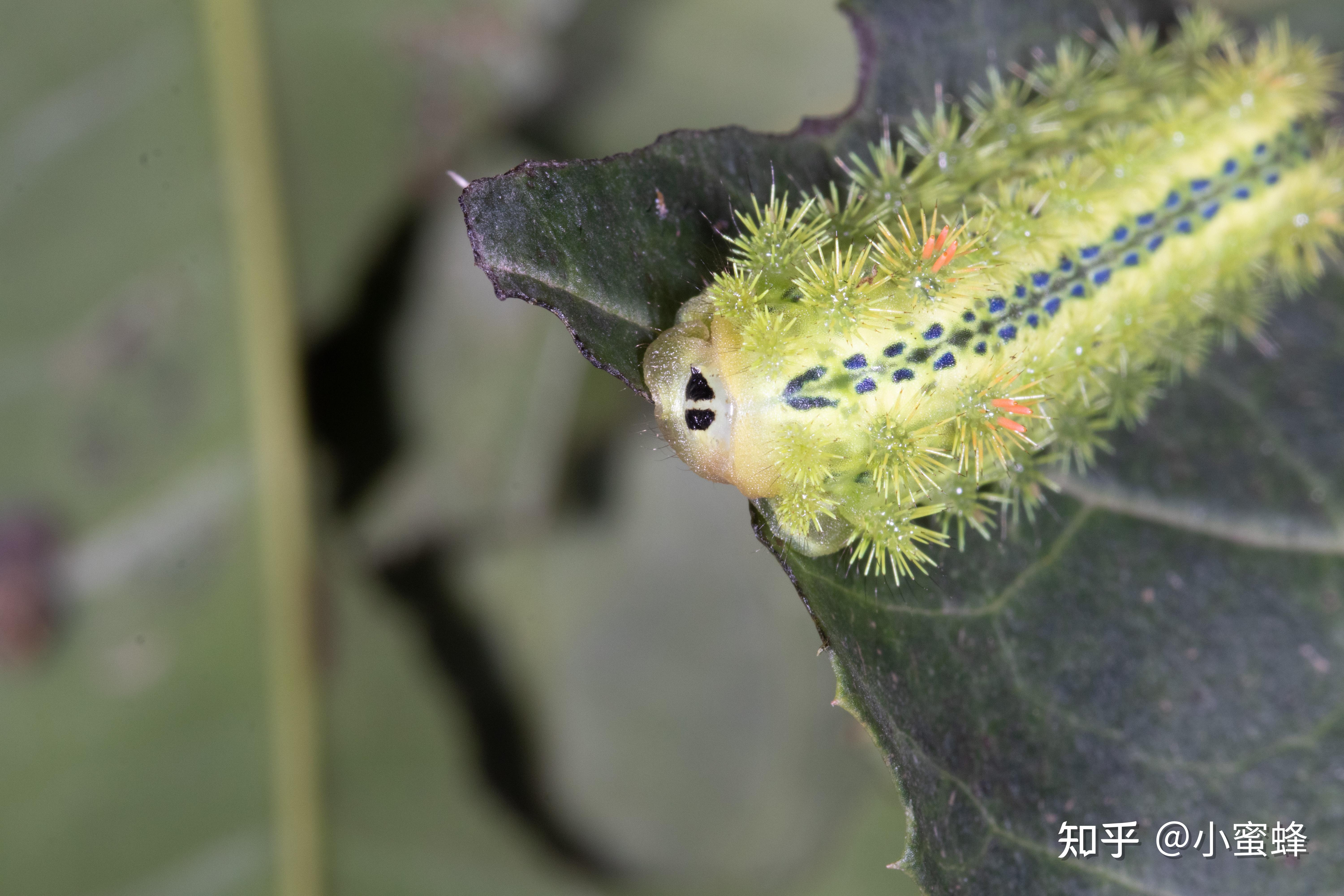 被褐边绿刺蛾蛰用其体液涂抹真的管用吗