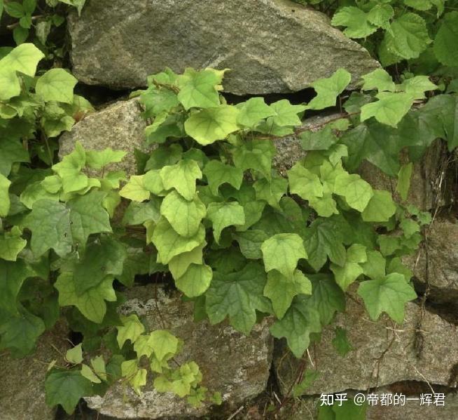 北豆根是什么植物别名都叫什么?