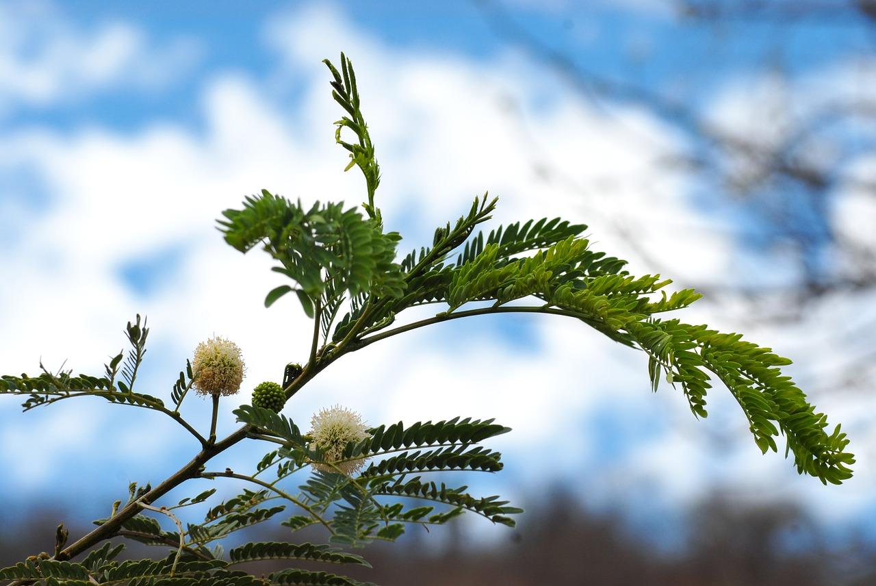 桂花树的茎是什么样的