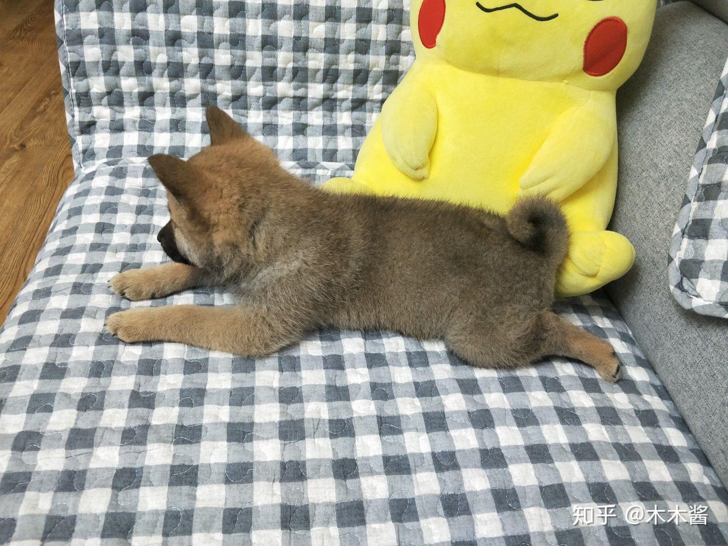 我家这只柴犬串长大了什么样子?会不会很丑? - 知乎