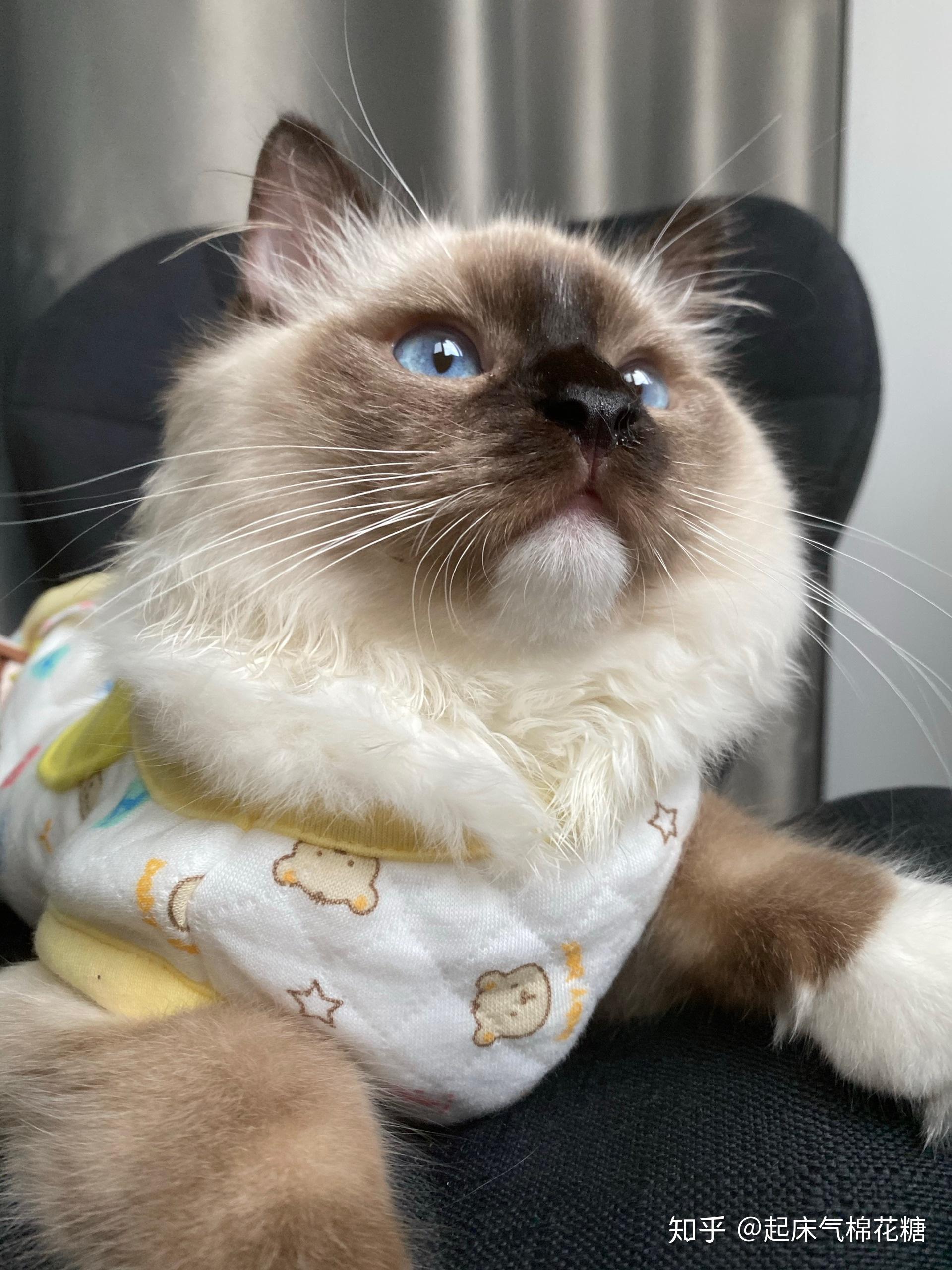 重点色布偶挖煤工黑脸到底有多可爱