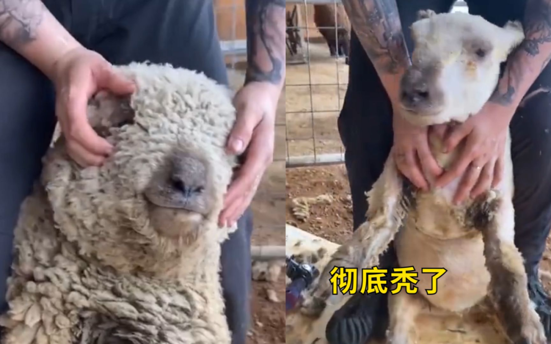 存量客户的赚钱之道,都在三只羊的故事里了 - 知乎