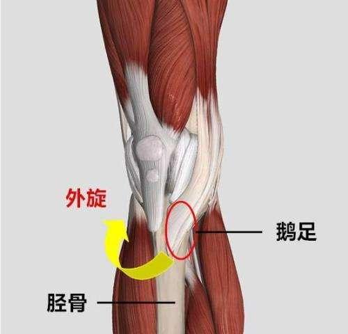 内侧副韧带损伤如鹅足肌腱炎有什么区别?