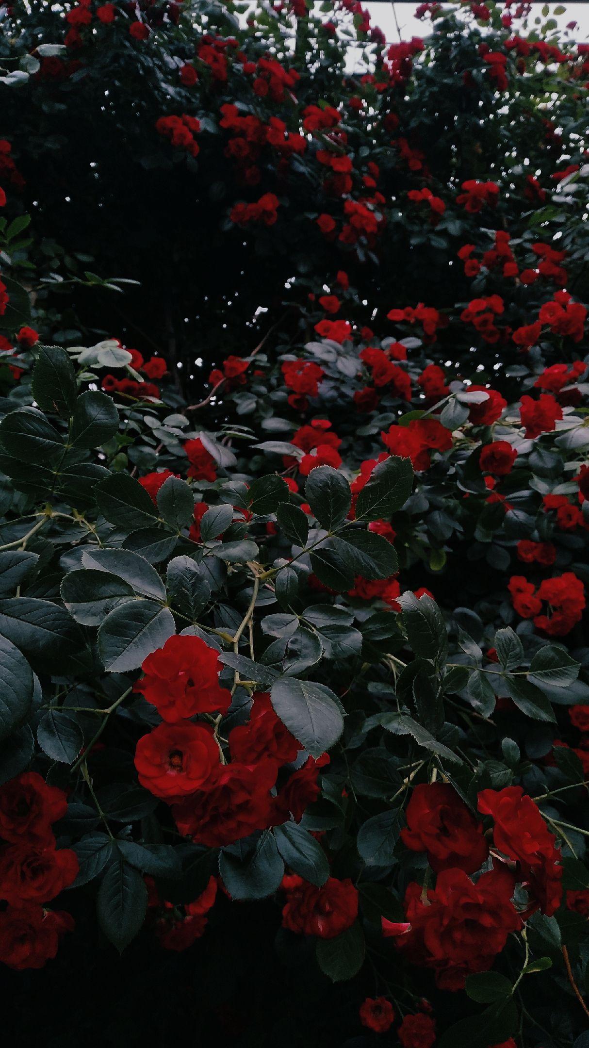 有没有这样关于玫瑰花的微信背景图或者有意境的文字背景图