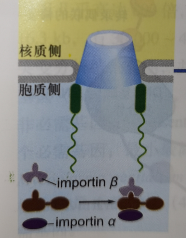 核糖体大小亚基在细胞核中装配的意义是什么? - 知乎