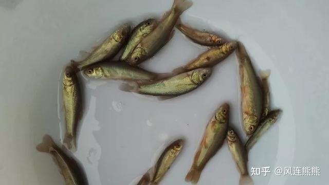 丁鱥鱼 - 知乎