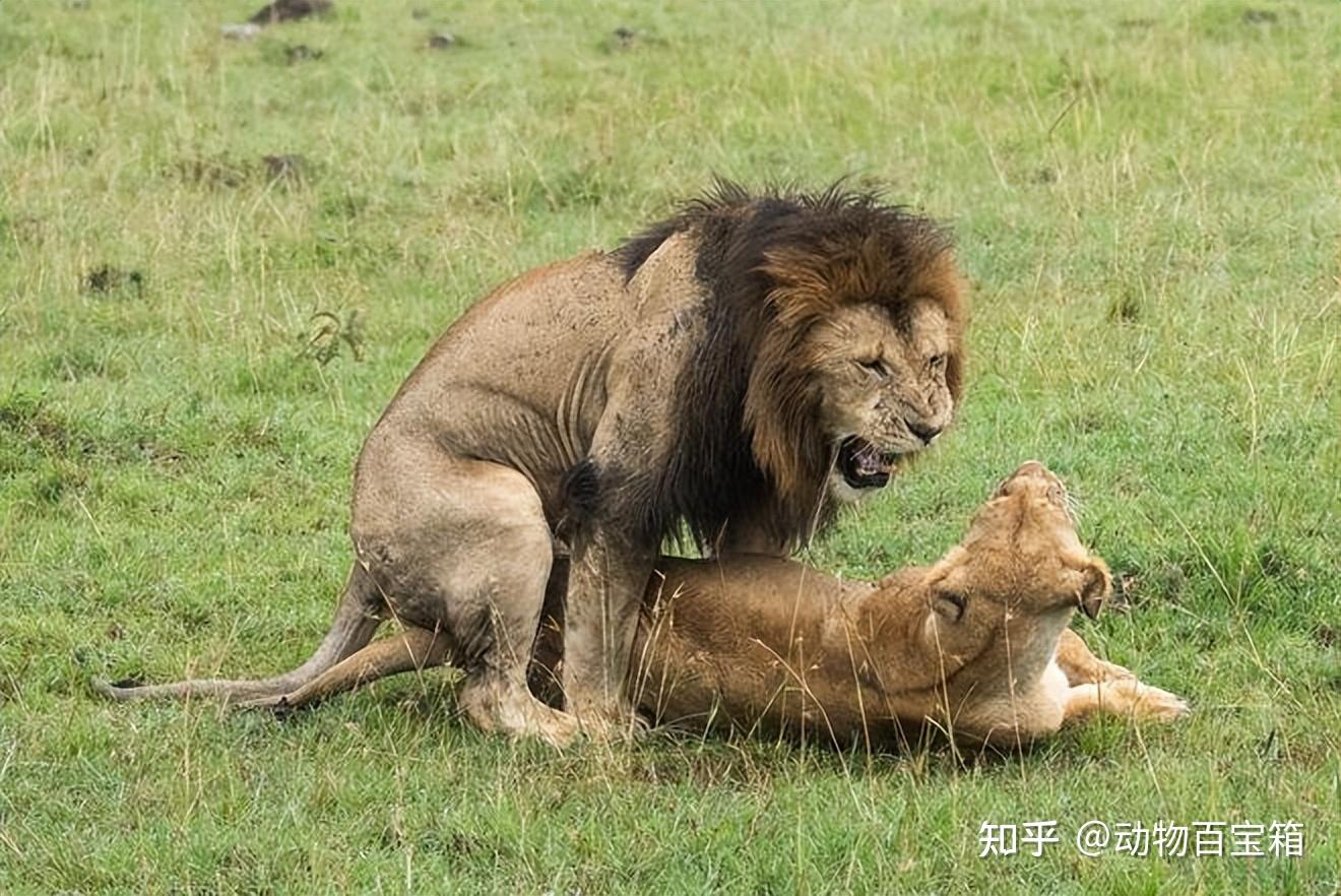 二条狗狗在交配之后不能分开生理构造太特殊