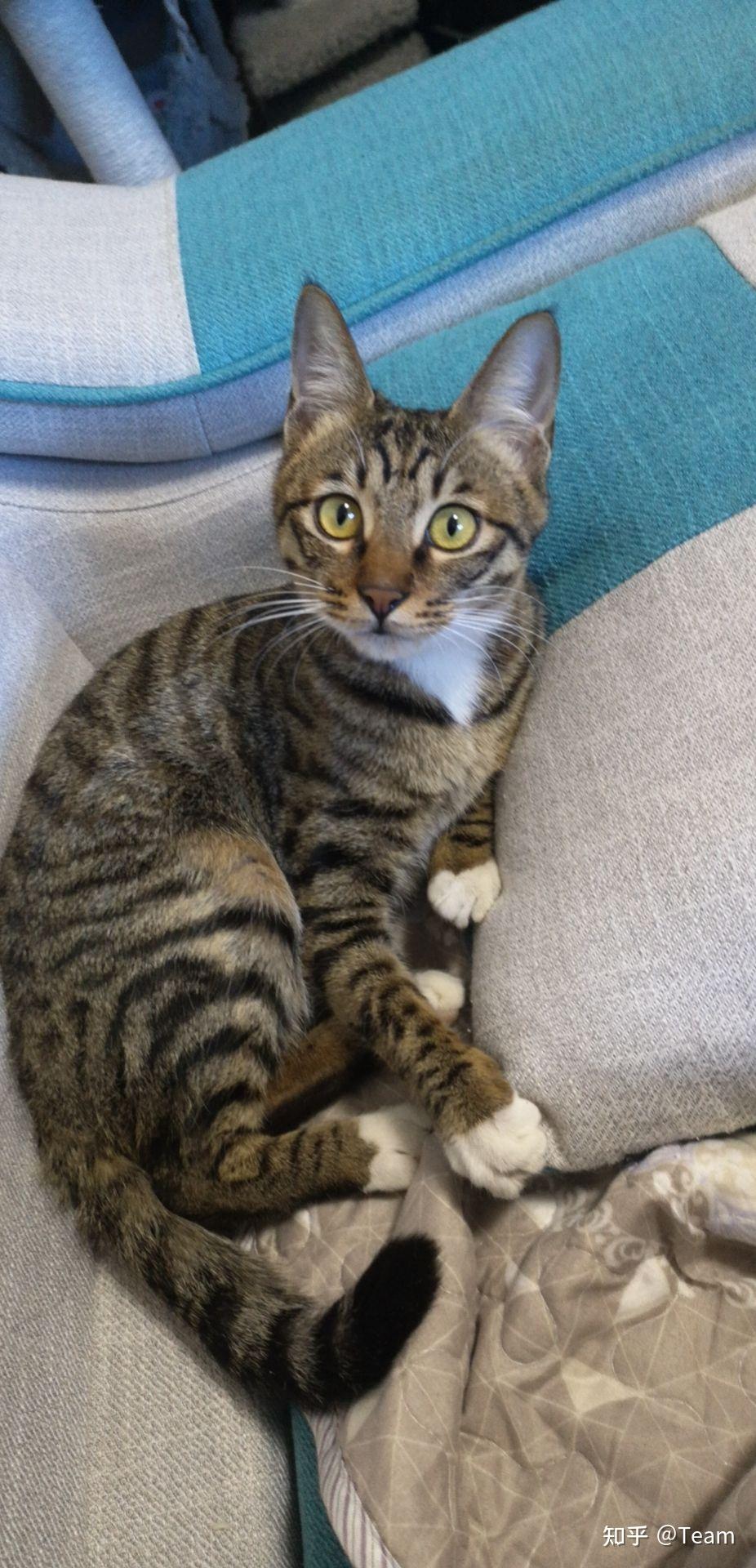 白餐巾白手套的狸花猫能有多漂亮