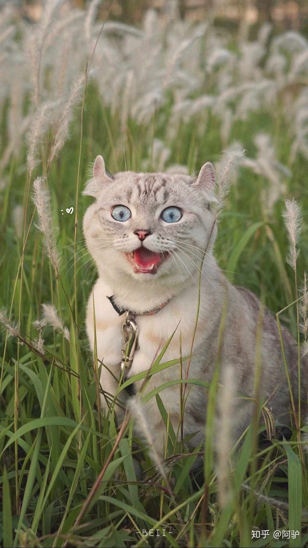 有没有可爱到爆的猫猫壁纸