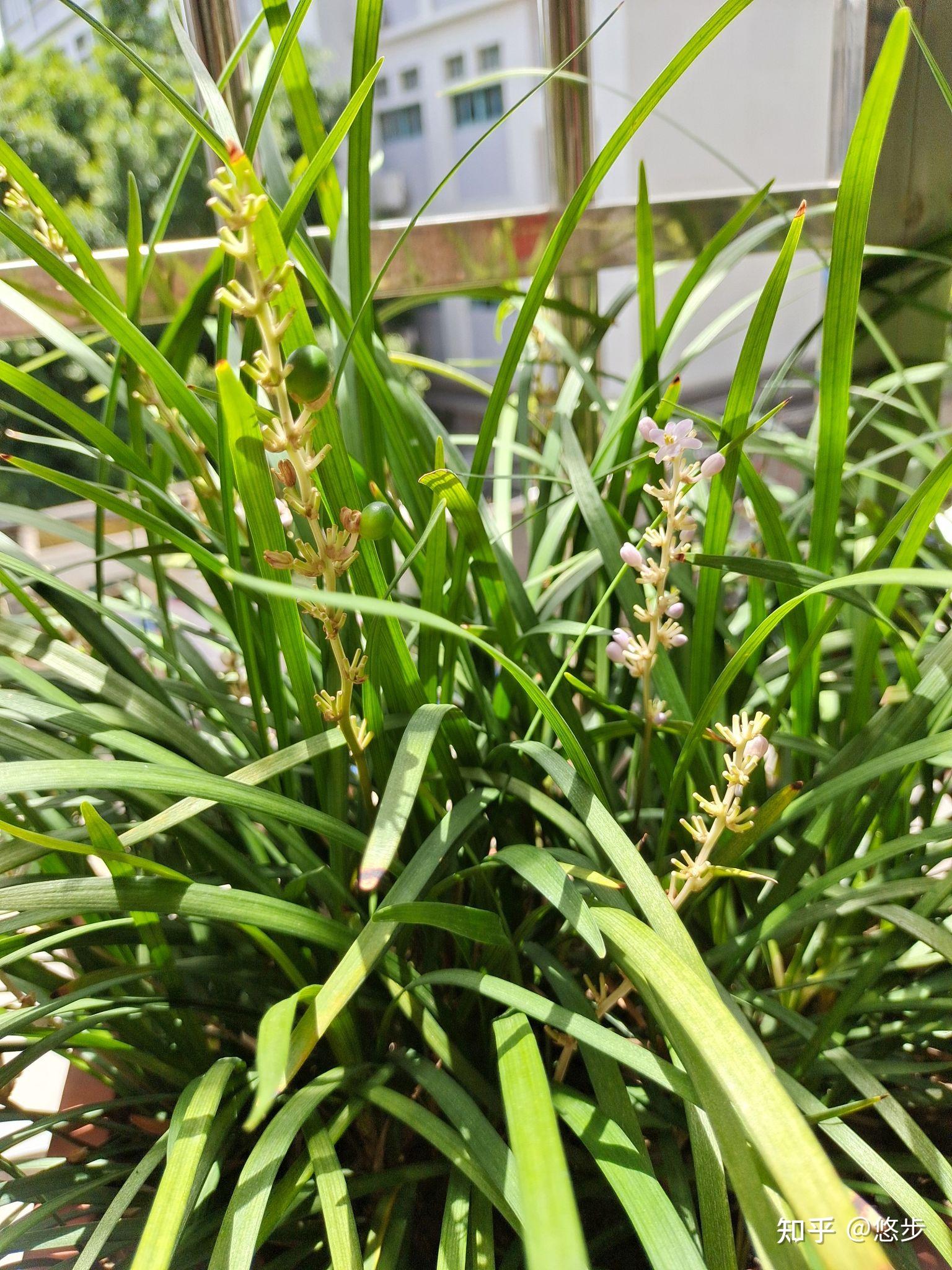 潮汕春草结的绿色的果实能吃吗?