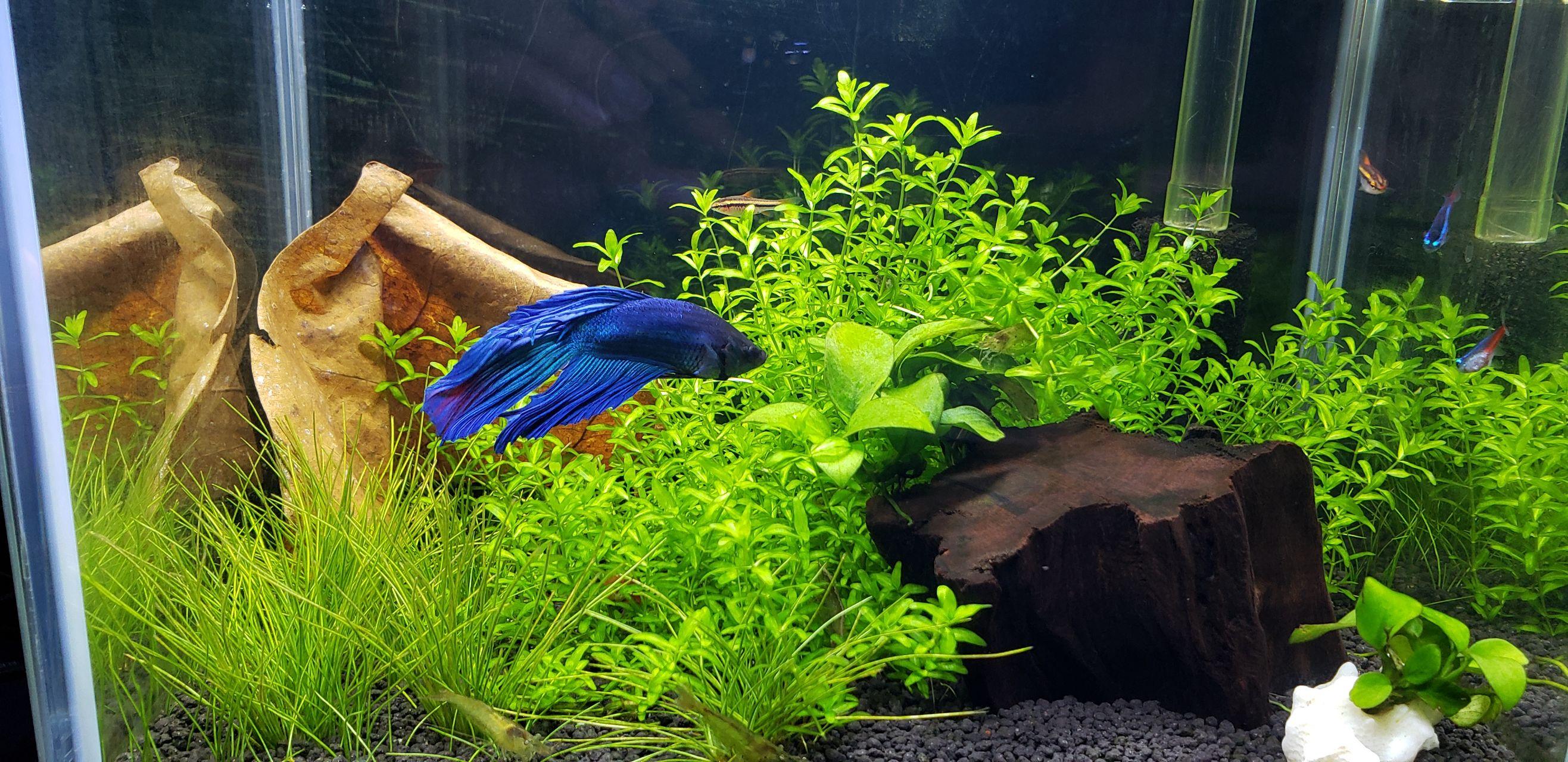 泰国斗鱼鱼缸适合造景么?如果可以的话有什么好的造景方案?