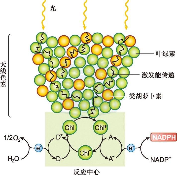 色素分子被光能激发而引起第一个光化学反应的过程,是光合作用的起始