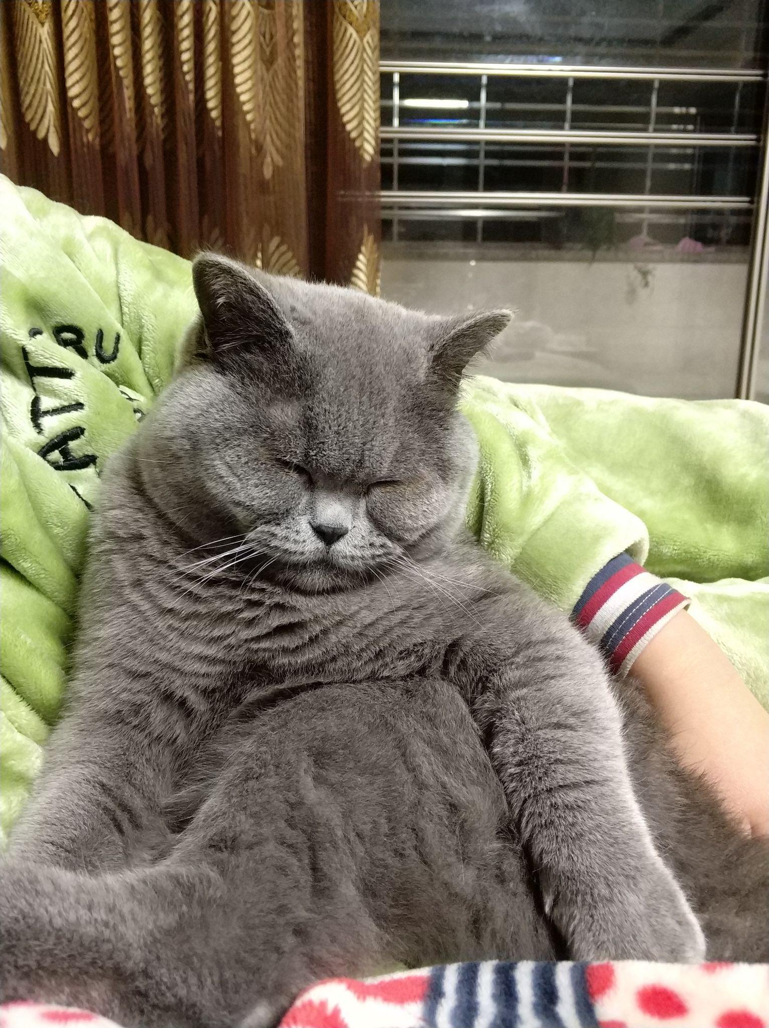 请问这是英短蓝猫吗为什么十个月了脸还不胖母猫