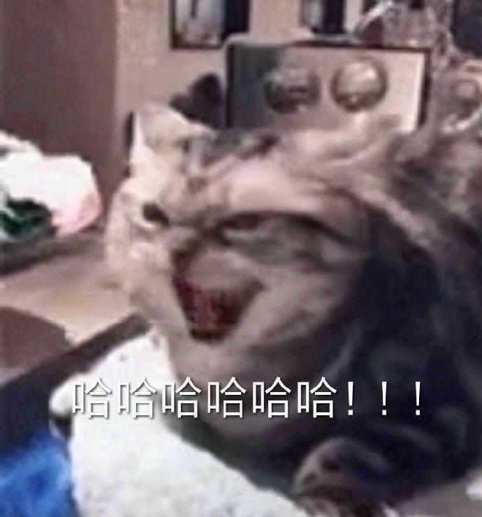 Mur猫表情包合集6 - 知乎