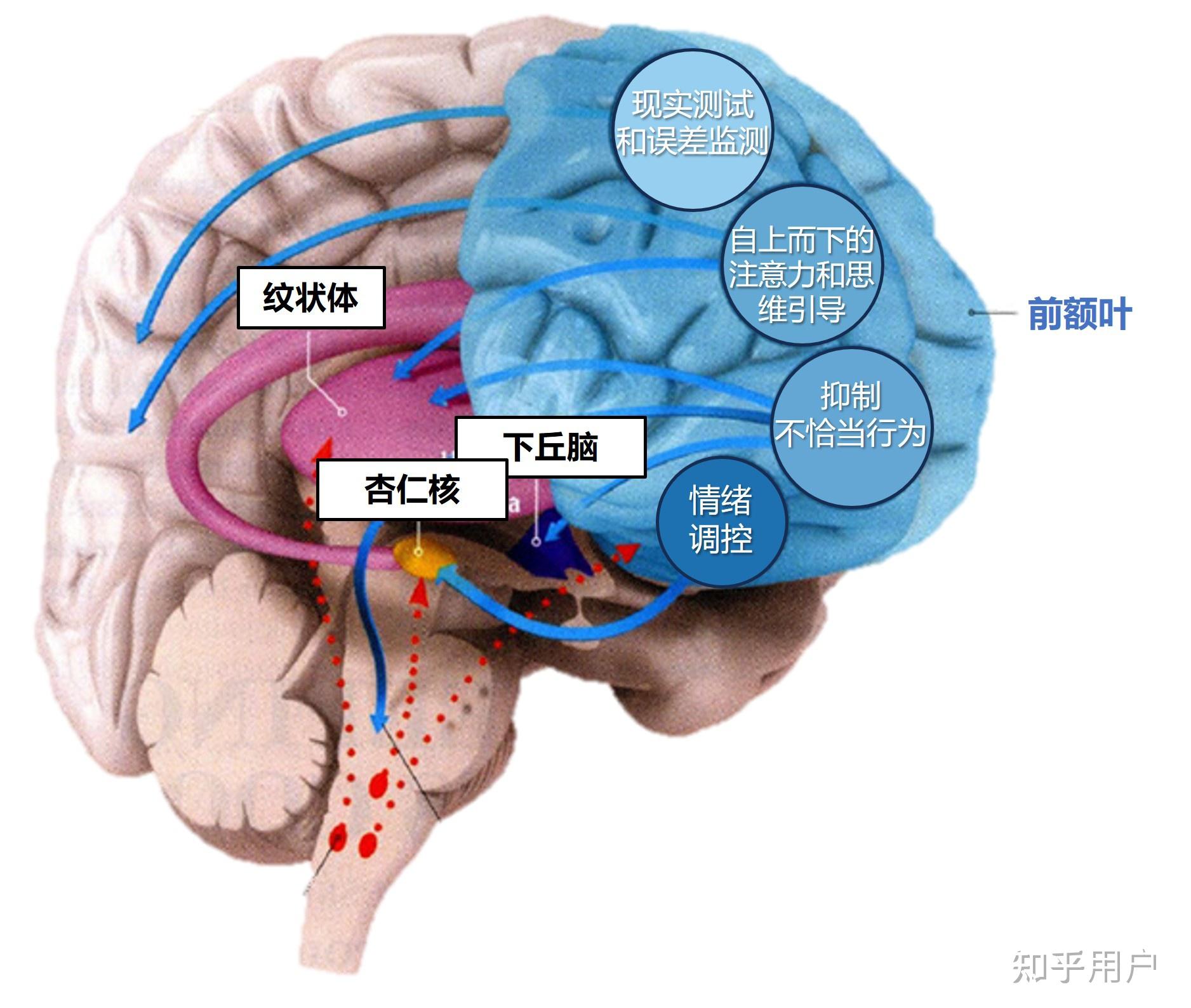 从神经，脑科学的角度看，为什么很多人很难静下来？ - 知乎