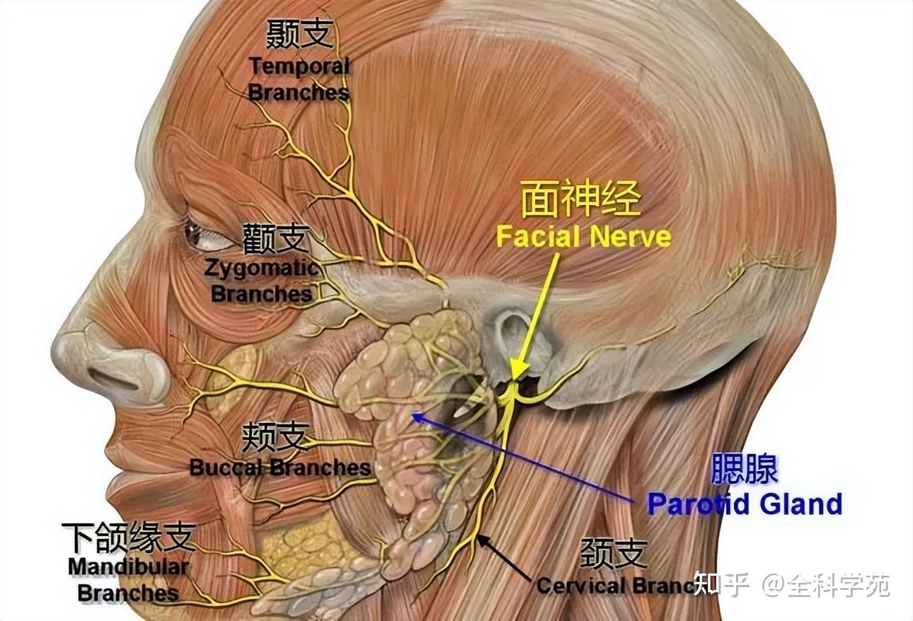 面神经走行示意图图片