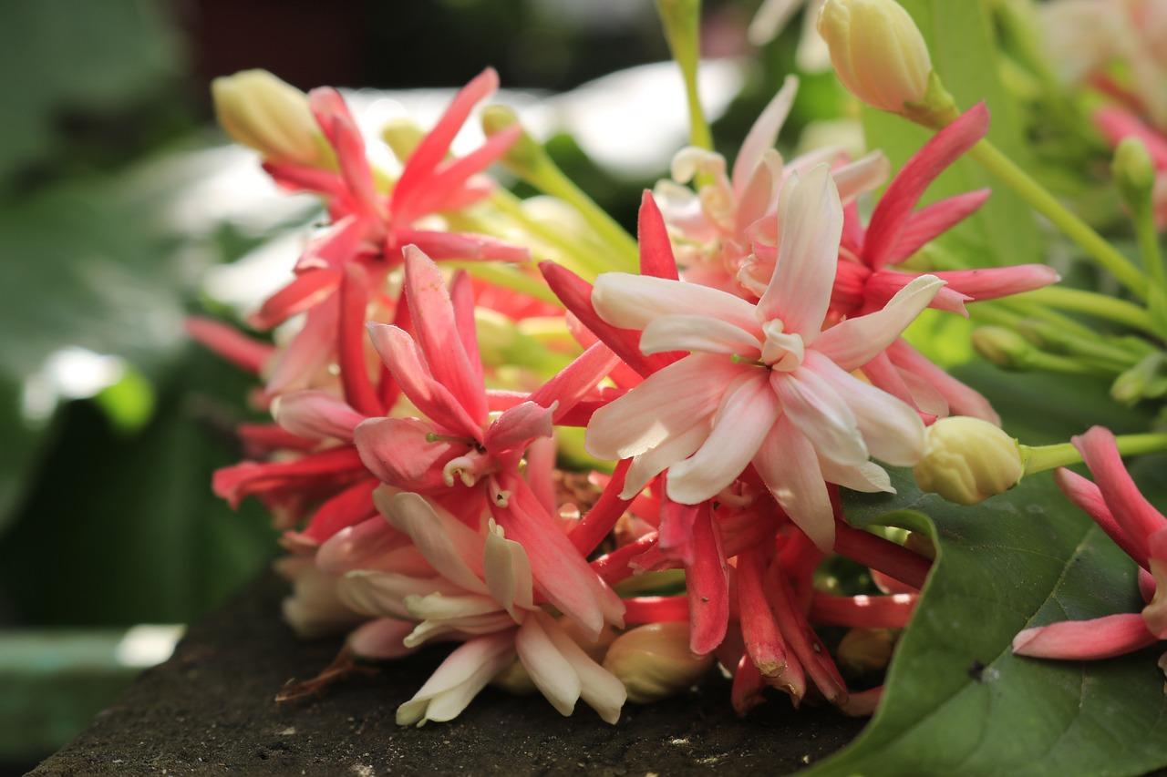 芦苇批发一吨多少钱