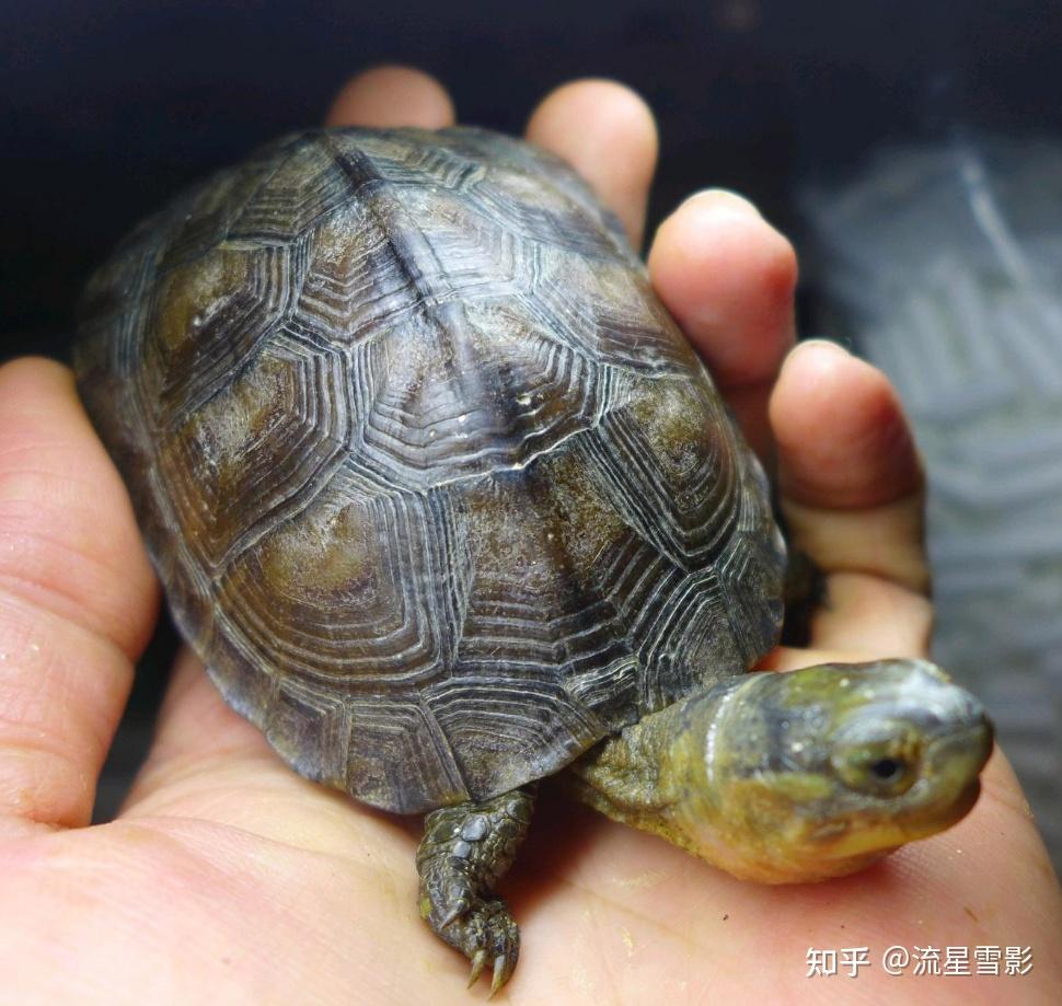 珍珠龟为什么是国龟的颜值担当