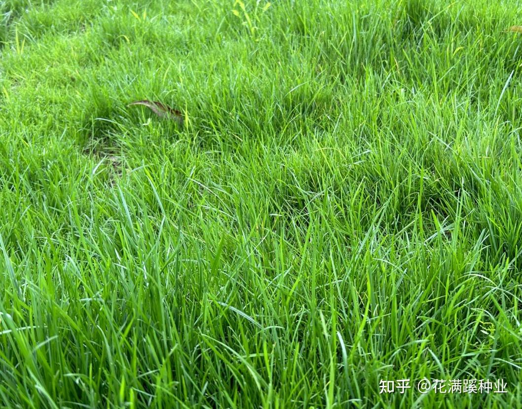 冷季型草坪高羊茅种植技术介绍 - 知乎