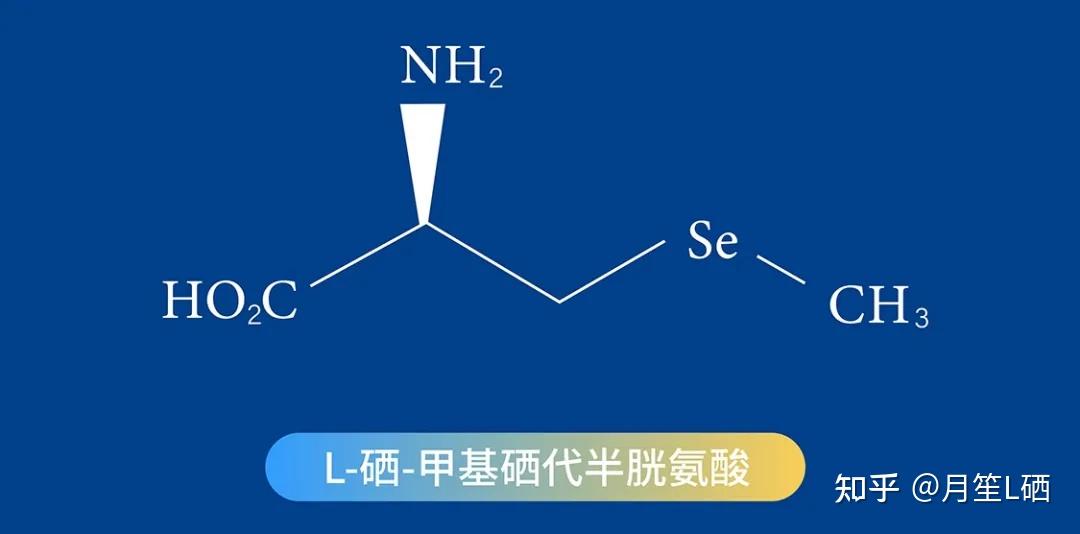 为什么说L硒是目前最安全、最易吸收的有机硒? - 知乎