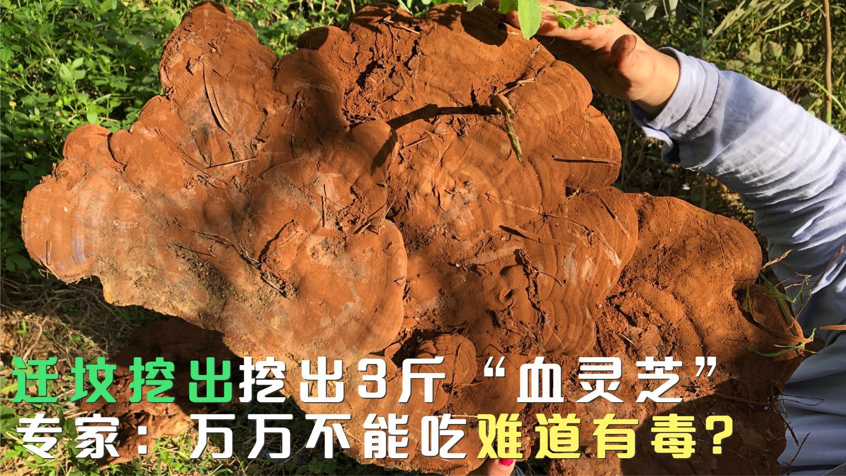 棺材菌,又名对口菌,血灵芝,俗称龙棺菌,常见于小说和网上.