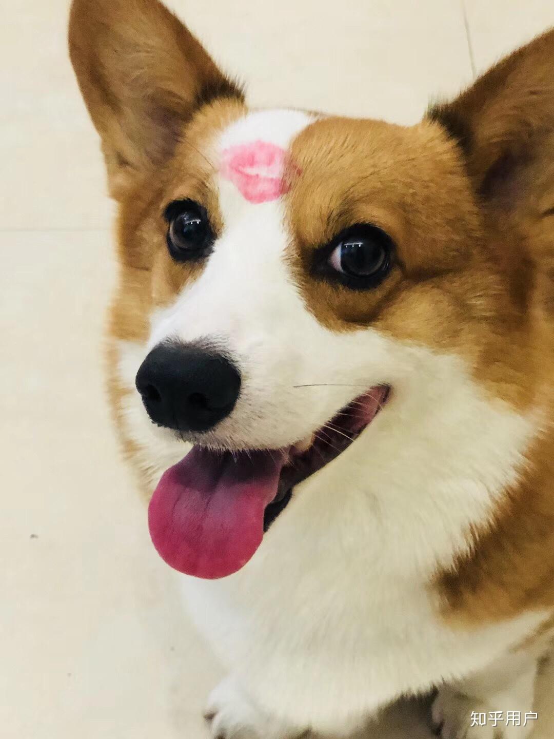 柯基和布偶猫能一起养吗